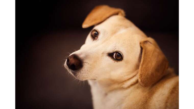 Ora-Pro-Nóbis para cachorro: benefícios e uso seguro