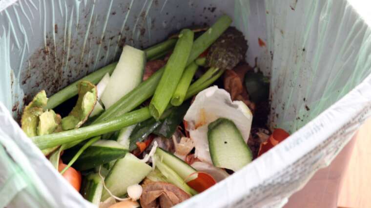 Ora-pro-nóbis e o combate ao desperdício de alimentos